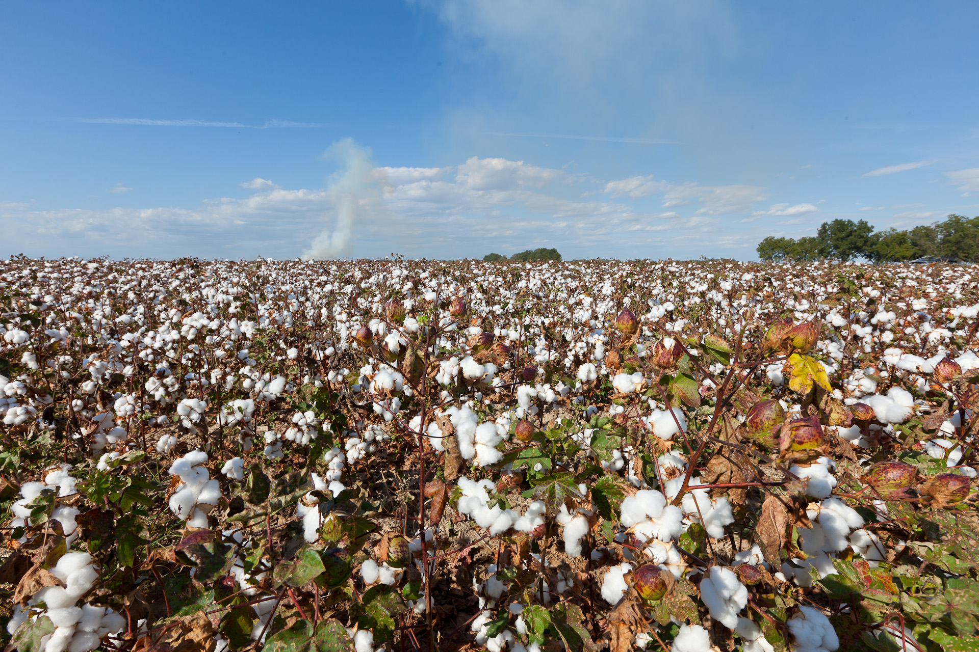 Cotton ready to harvest and smoke from burning rice stubble in the background.